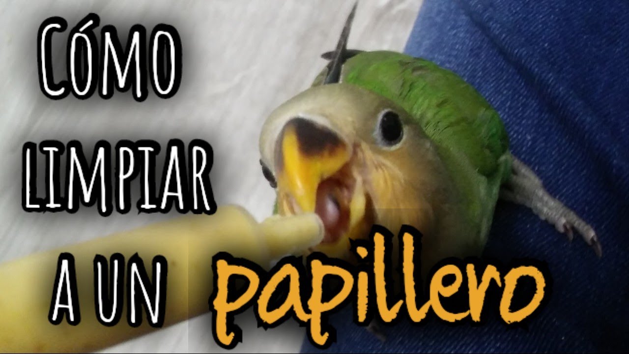 C&oacute;mo limpiarle la papilla a un papillero