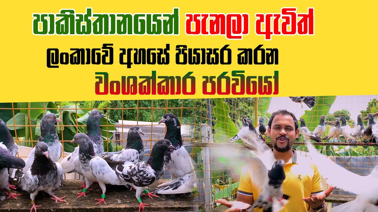 පාකිස්තානයෙන් පැනලා ඇවිත් ලංකාවේ අහසේ පියාසර කරන වංශක්කාර පරවියෝ | Pet Talk
