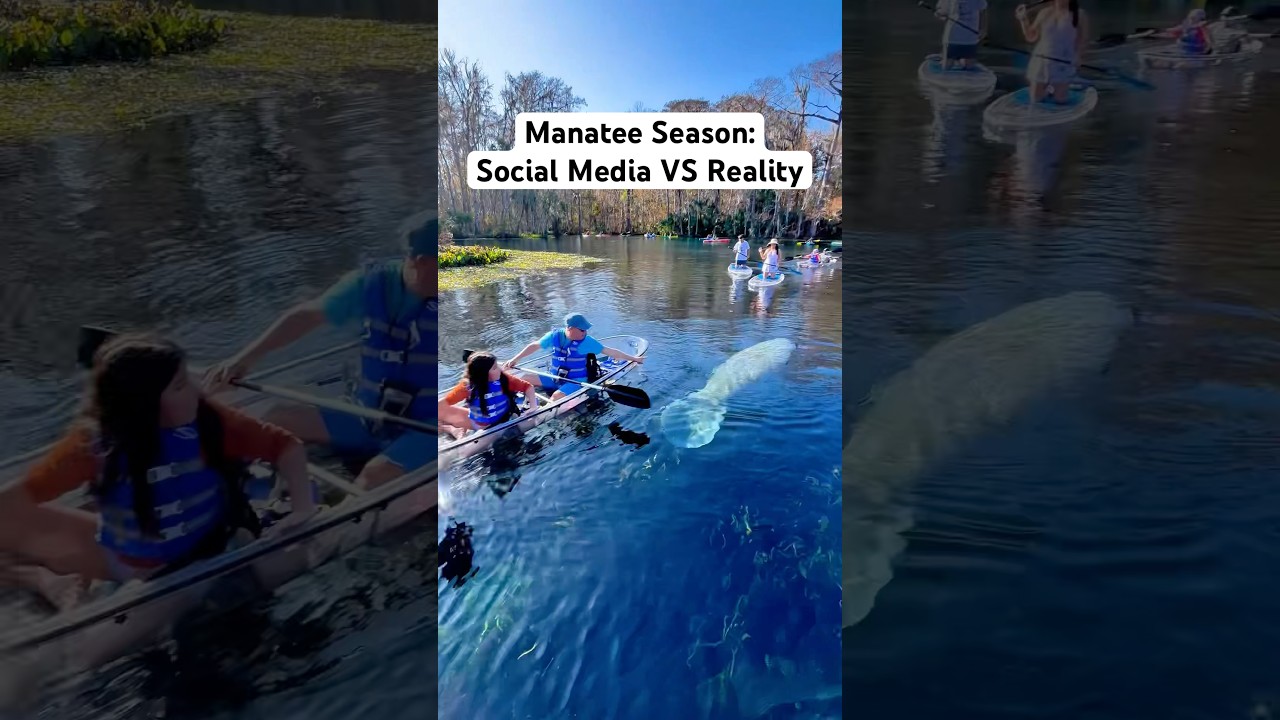 The sad realities of what manatee season in Florida actually looks like&hellip; 😭 #manatee #florida