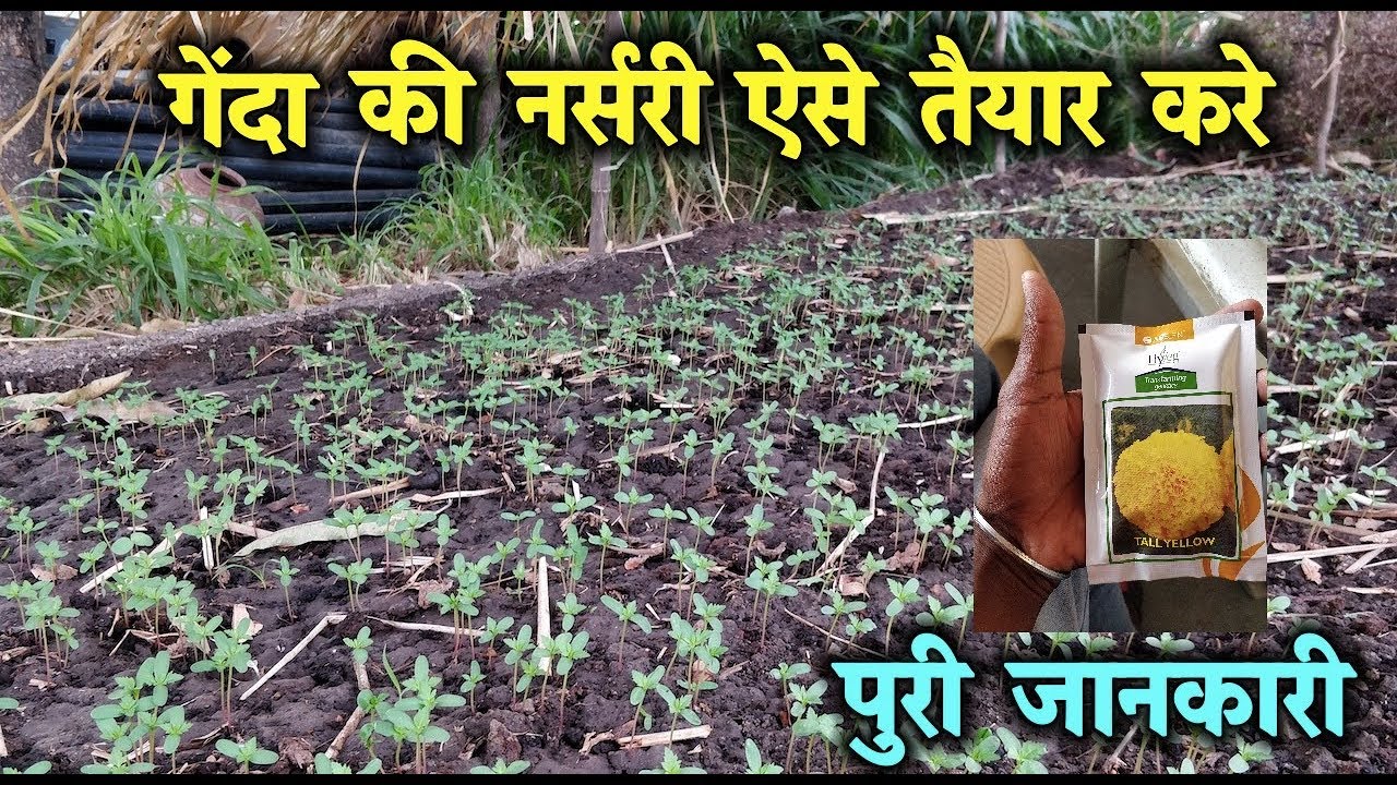 ऐसे कीजिए गेंदा फूल की नर्सरी/पौधशाला तैयार | How to grow Marigold (Genda) from seed| गेंदे की खेती