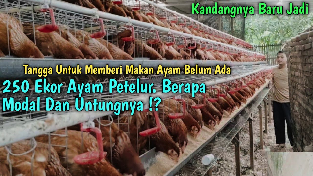 250 Ekor Ayam Petelur. Berapa Modal Dan Untung