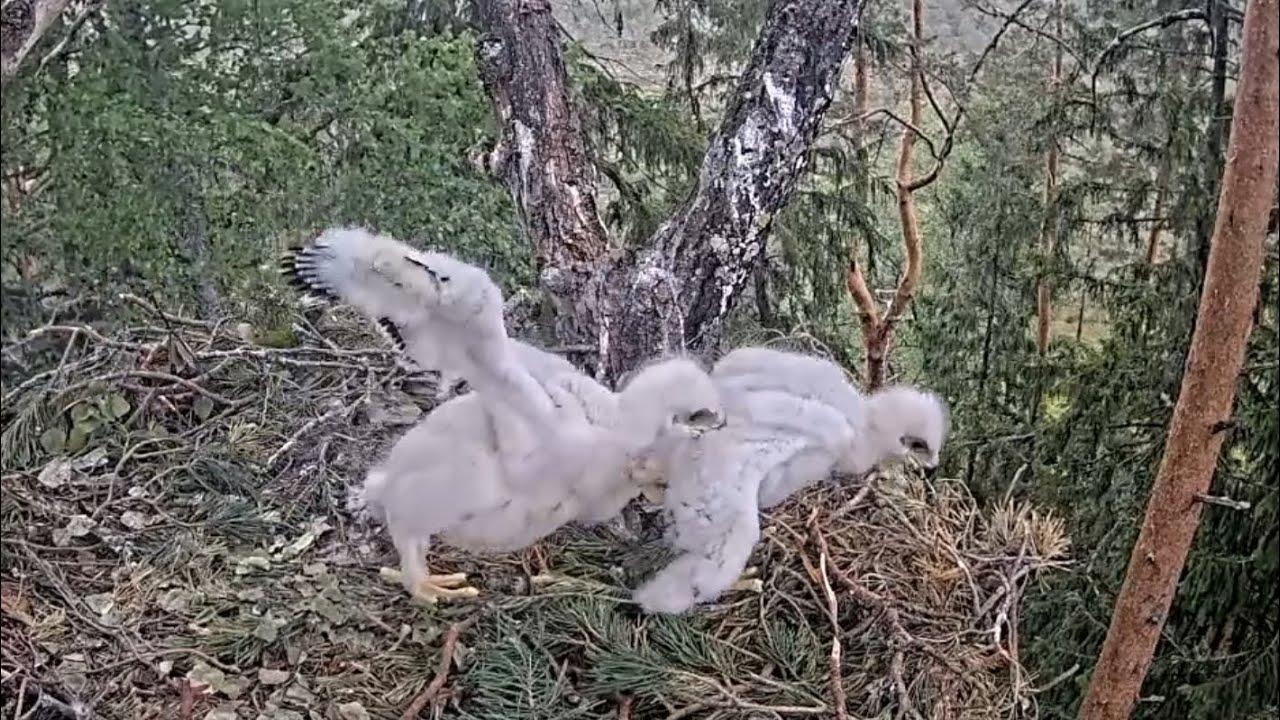 Kaljukotkas 2 | Golden Eagle | Sibling rivalry | Hungry Big brother attack little eaglet |June 2, 24