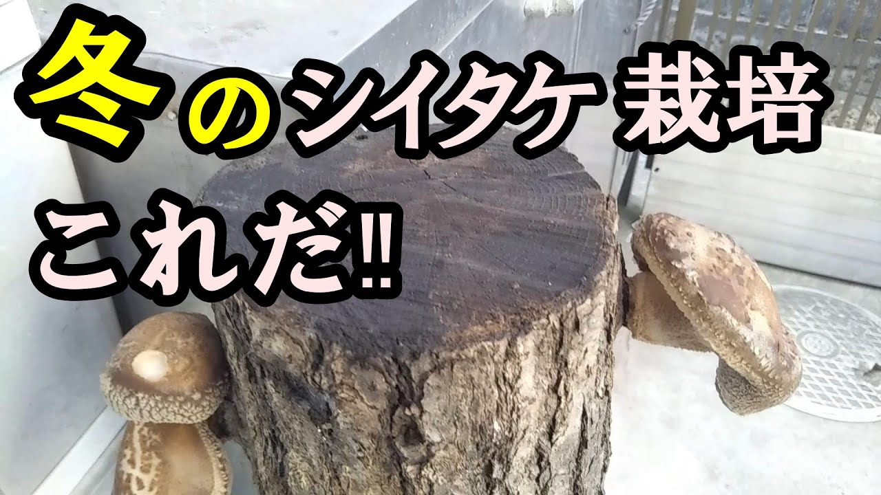 【冬が旬・原木シイタケ栽培】浸水～芽出し収穫【一般家庭栽培】(西日本版）　家庭栽培しいたけ歴36年‼
