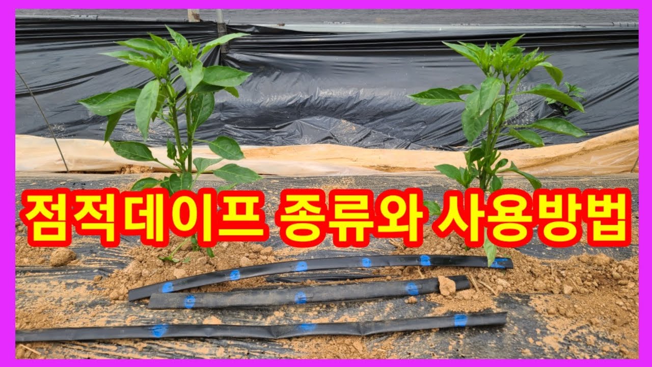 고추 심기전 꼭보세요 점적 테이프 종류와 사용방법~점적호스,고추,참외,토마토 참외,수박밭 물주기 관수관주 텃밭 주말농장