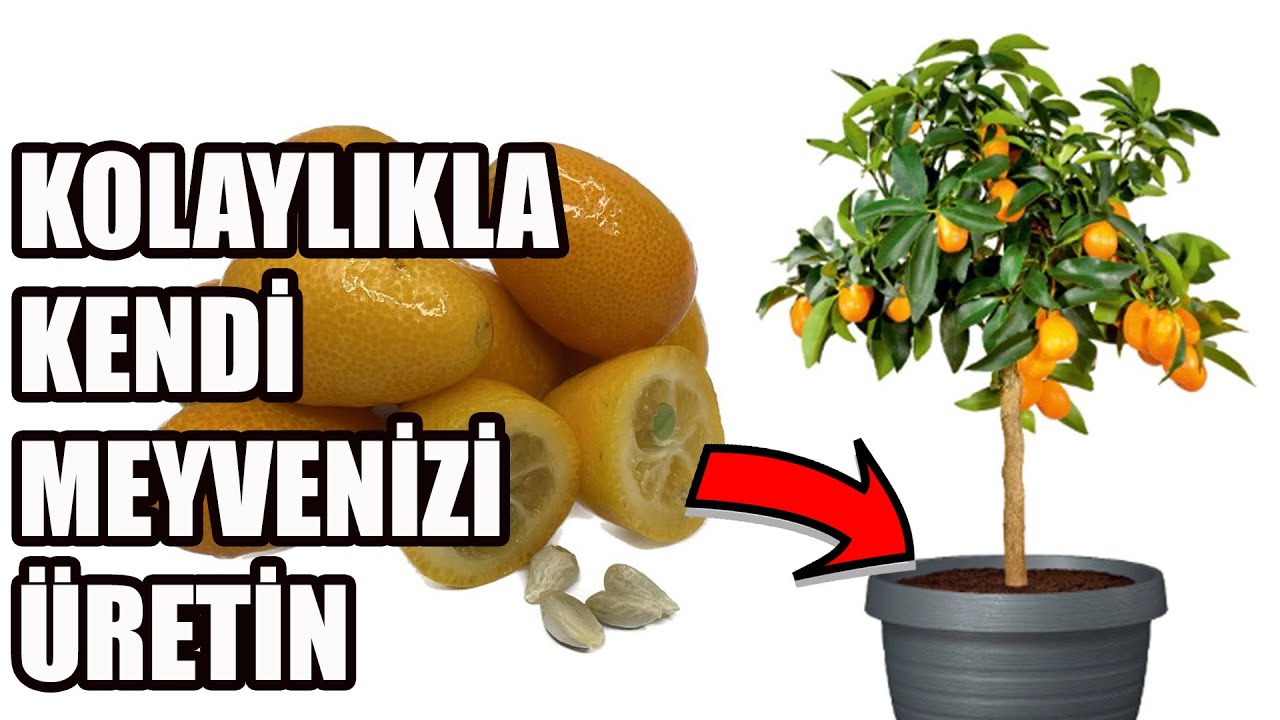 Выращивание рассады кумквата из семян | Кумкват (Kumquat) Прорастание