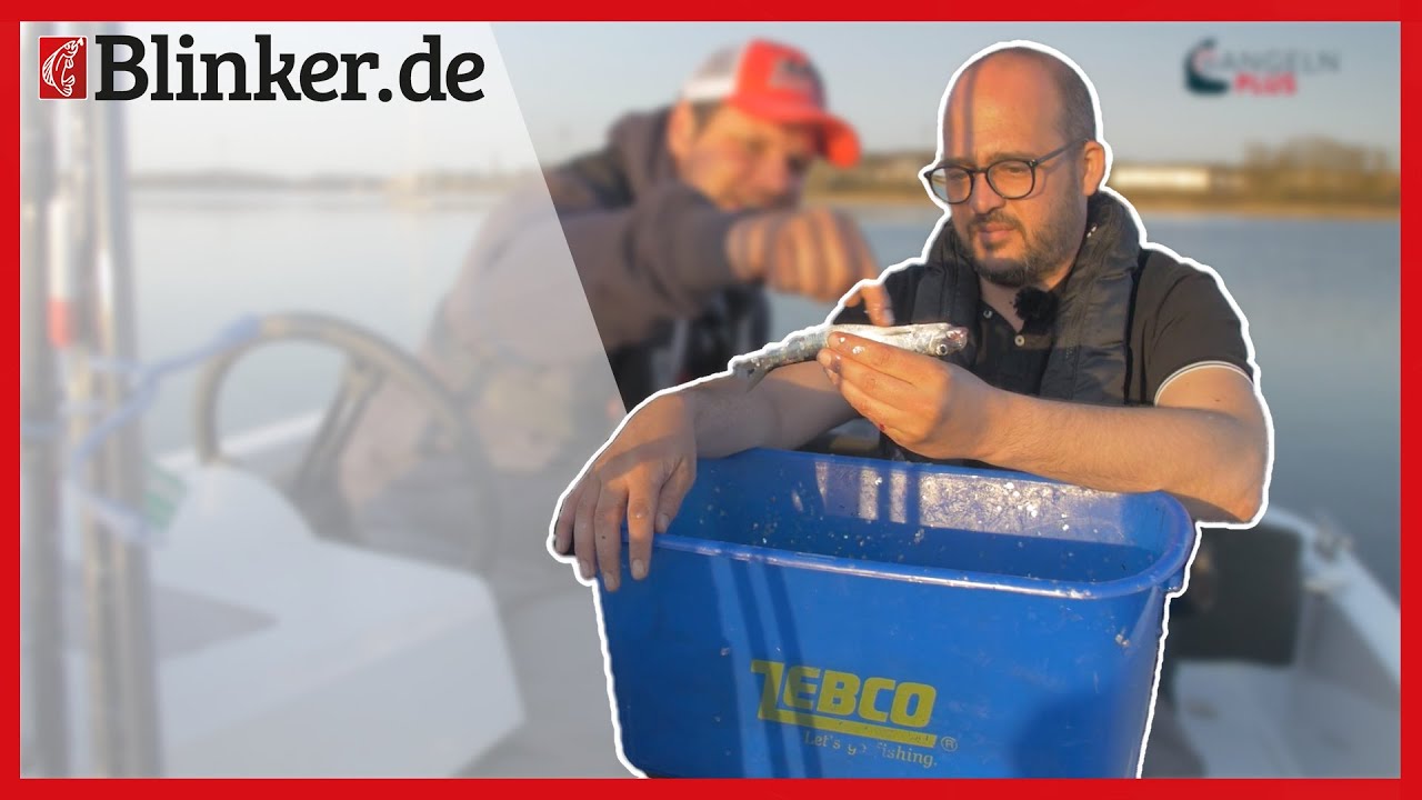 Heringsangeln auf der Schlei I Unterwegs mit den Profis