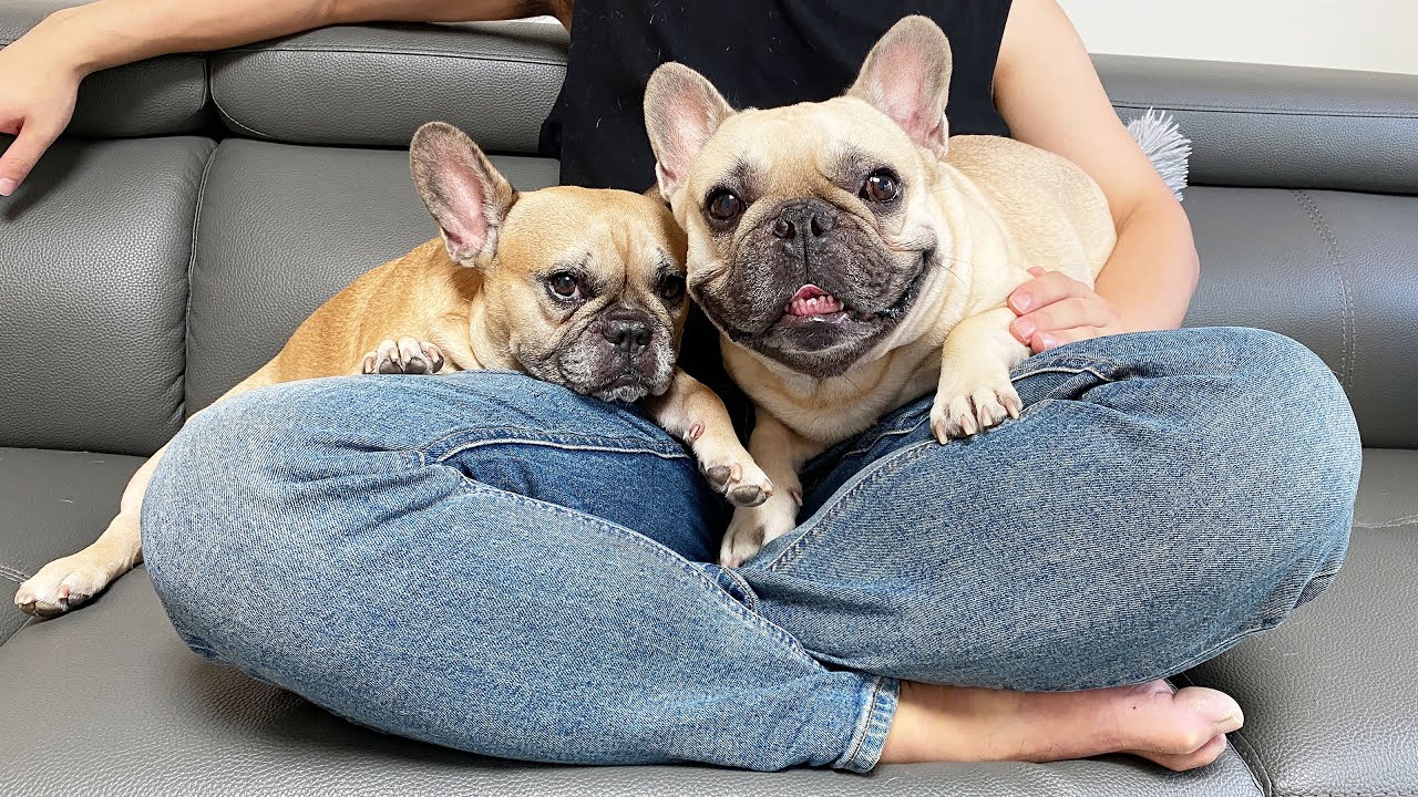 What It's Like Living With Two French Bulldogs