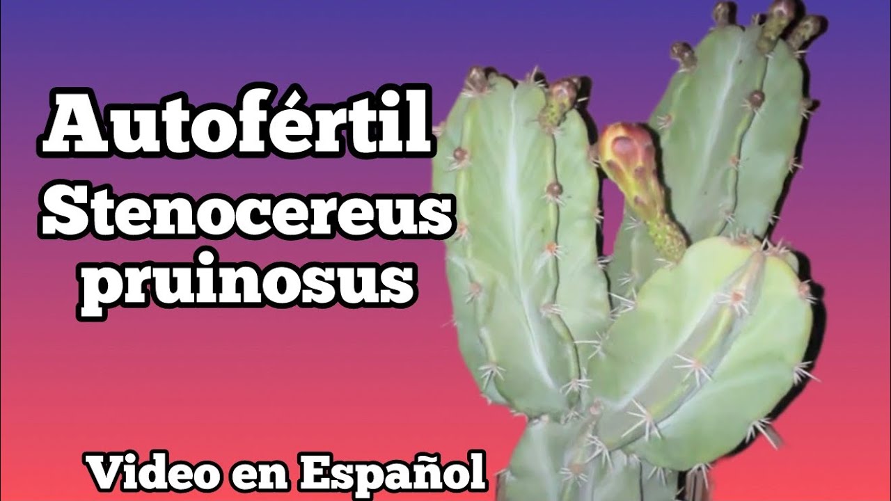 Autofértil Stenocereus pruinosus - Pitaya video en español (parte 1)