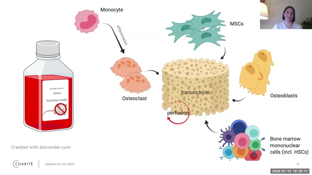 3Rs Training Webinar about Human Bone and Bone-Marrow-on-a-Chip by Melanie Ort, FU Berlin & Charité