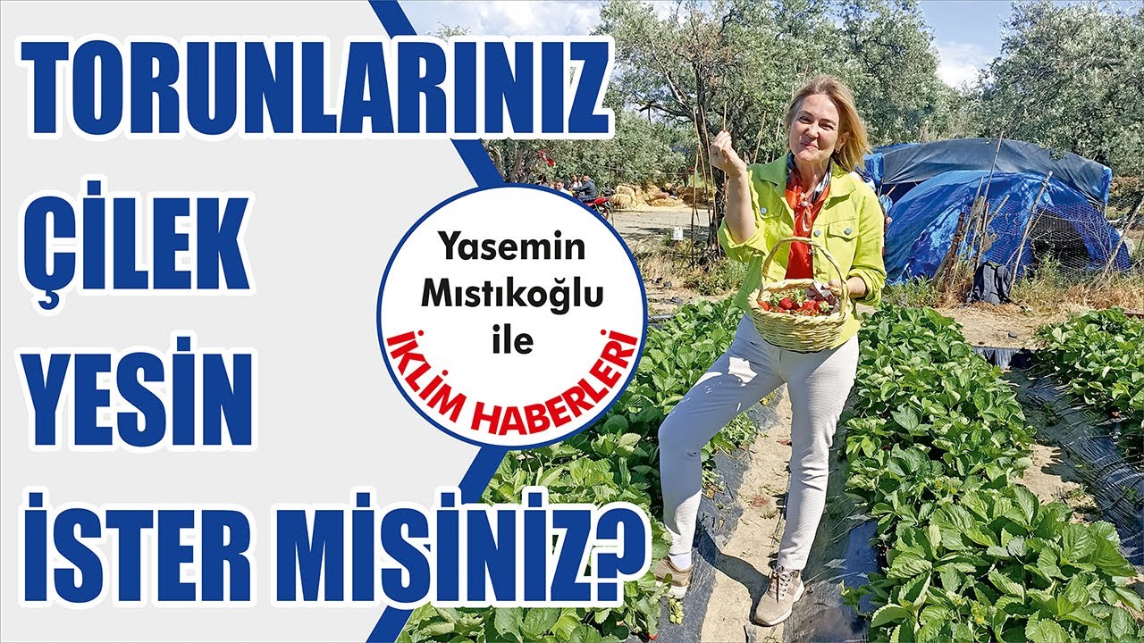 Çilek Bahçesinde İklim Haberleri