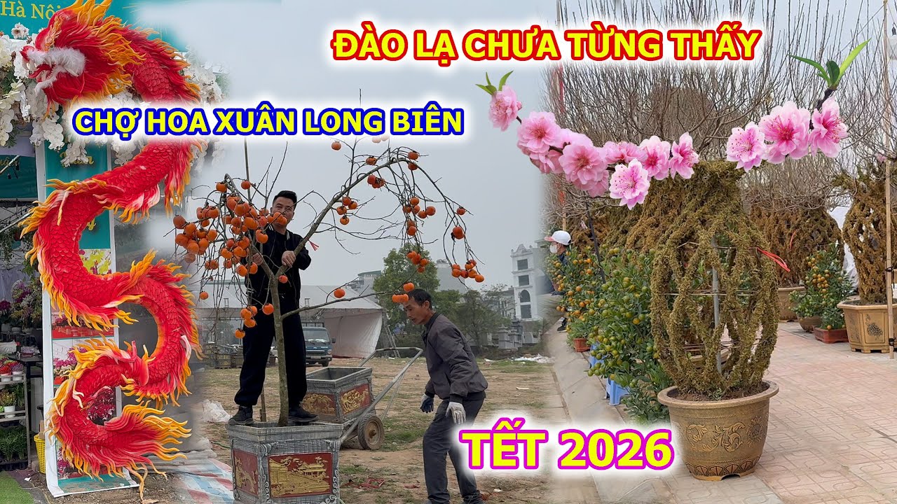 ĐÀO LẠ CHƯA TỪNG THẤY XUẤT HIỆN Ở CHỢ HOA XUÂN LONG BIÊN TẾT 2026