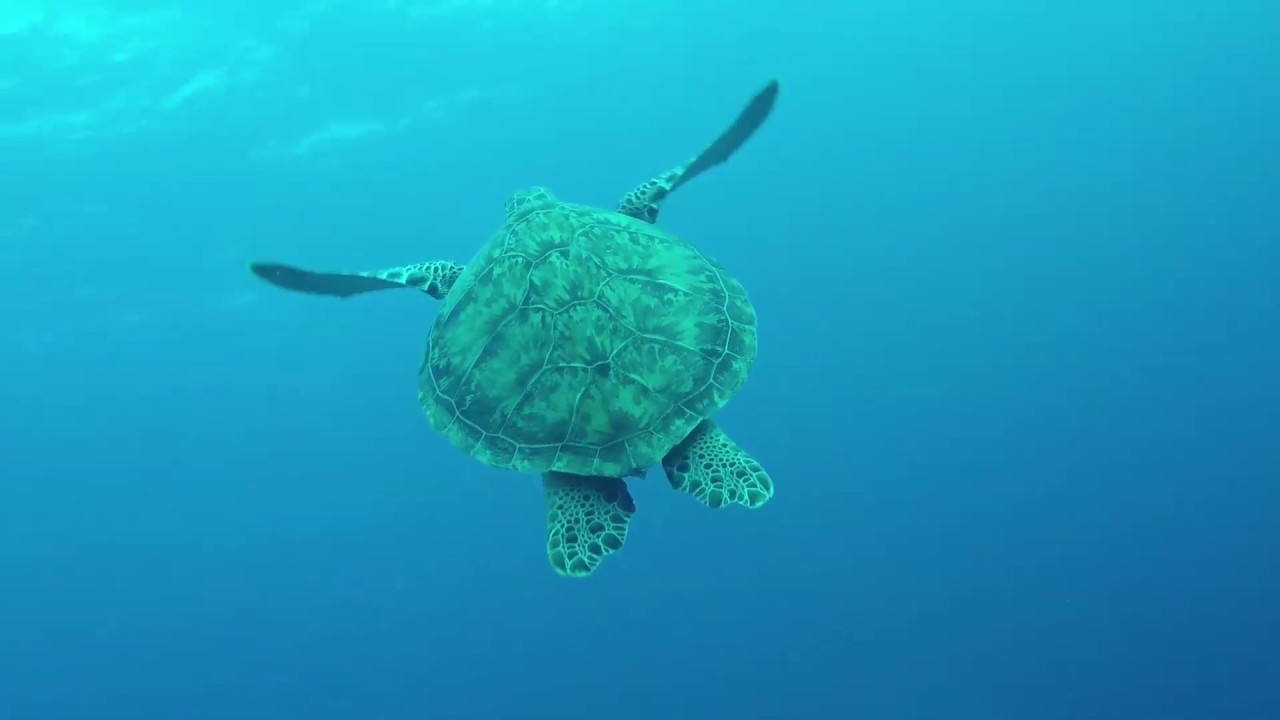 Duiken met Fred op curaçao