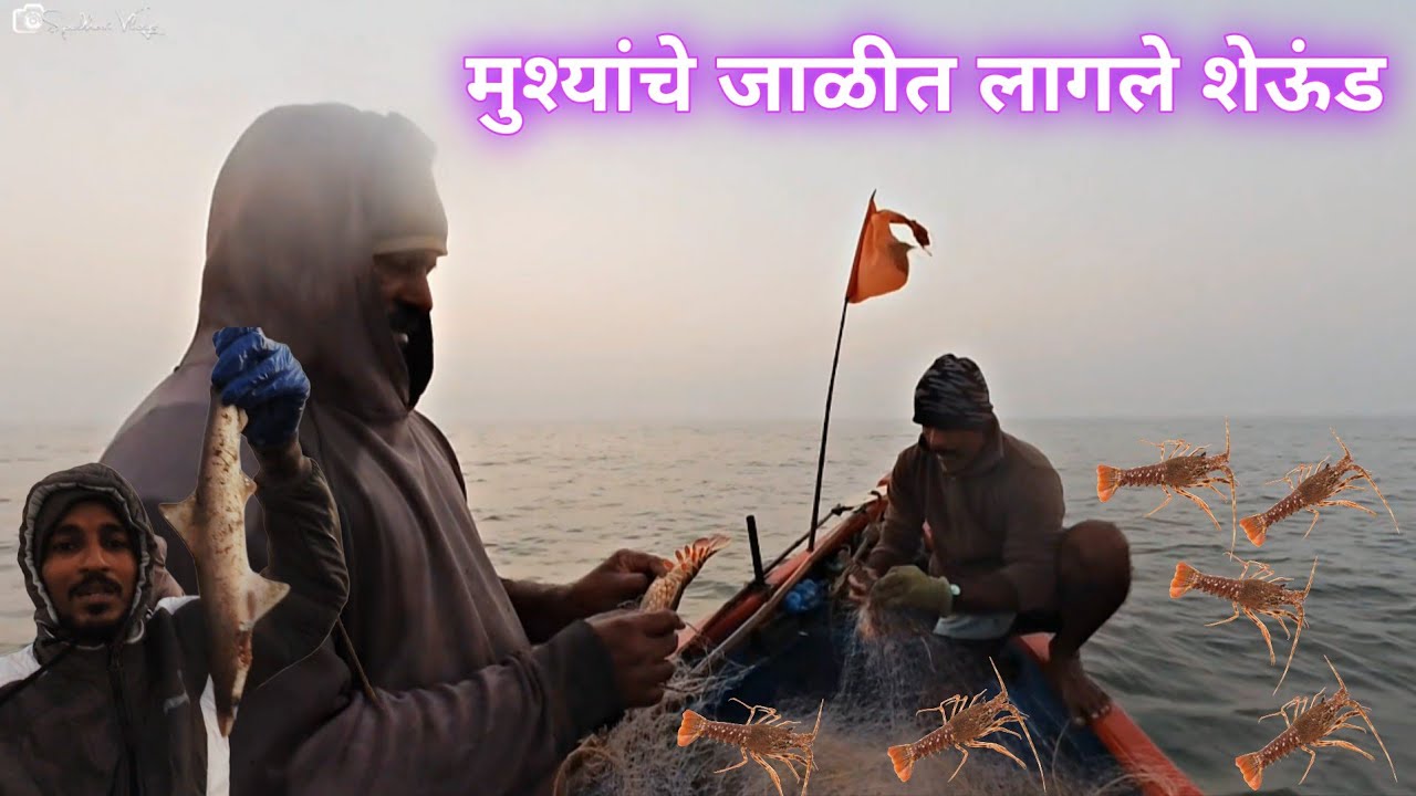 मुशी आणि शिंगाली माश्यांसाठी टाकलेली जाळी गेलो पालवाला | मुश्यांचे जाळीत लागले शेऊंड 