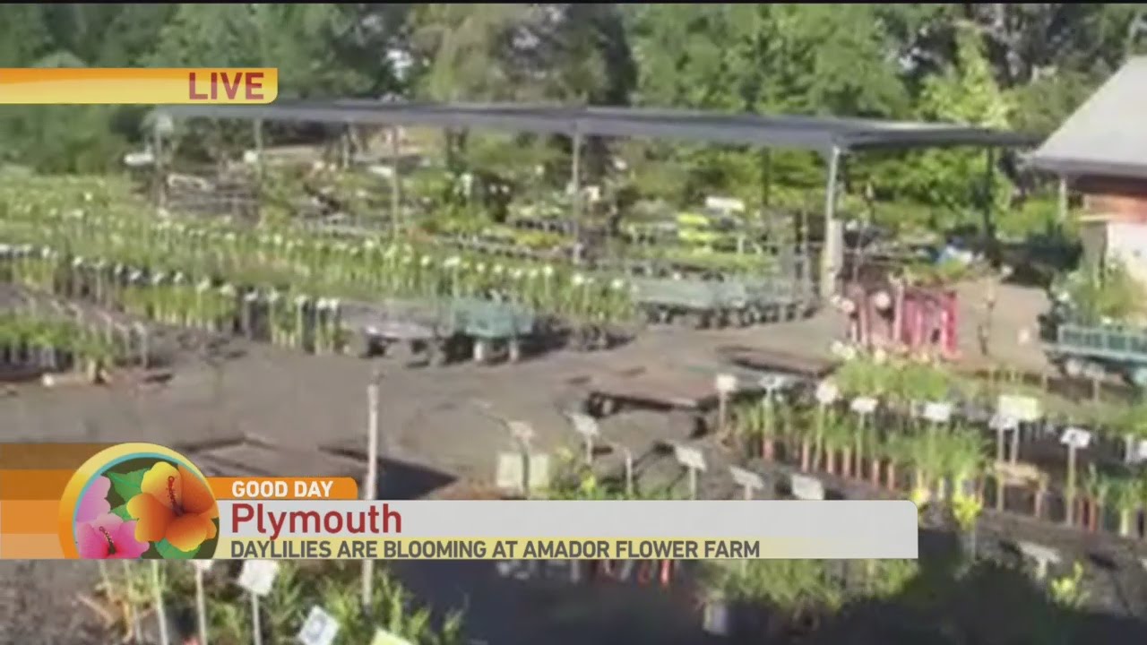 Amador Flower Farm
