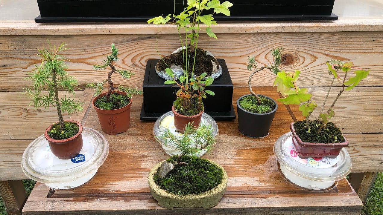 Miniature Bonsai: Mame Bonsai collection - wicking/self-watering update