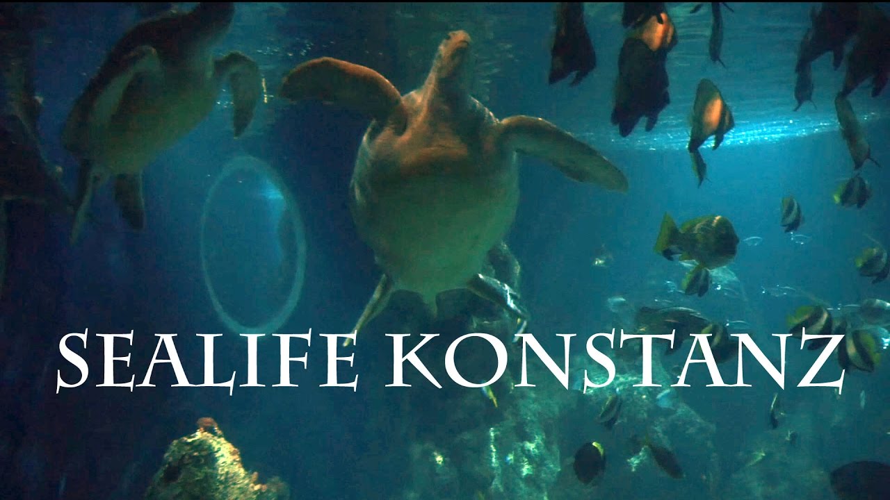11 - Sealife Konstanz