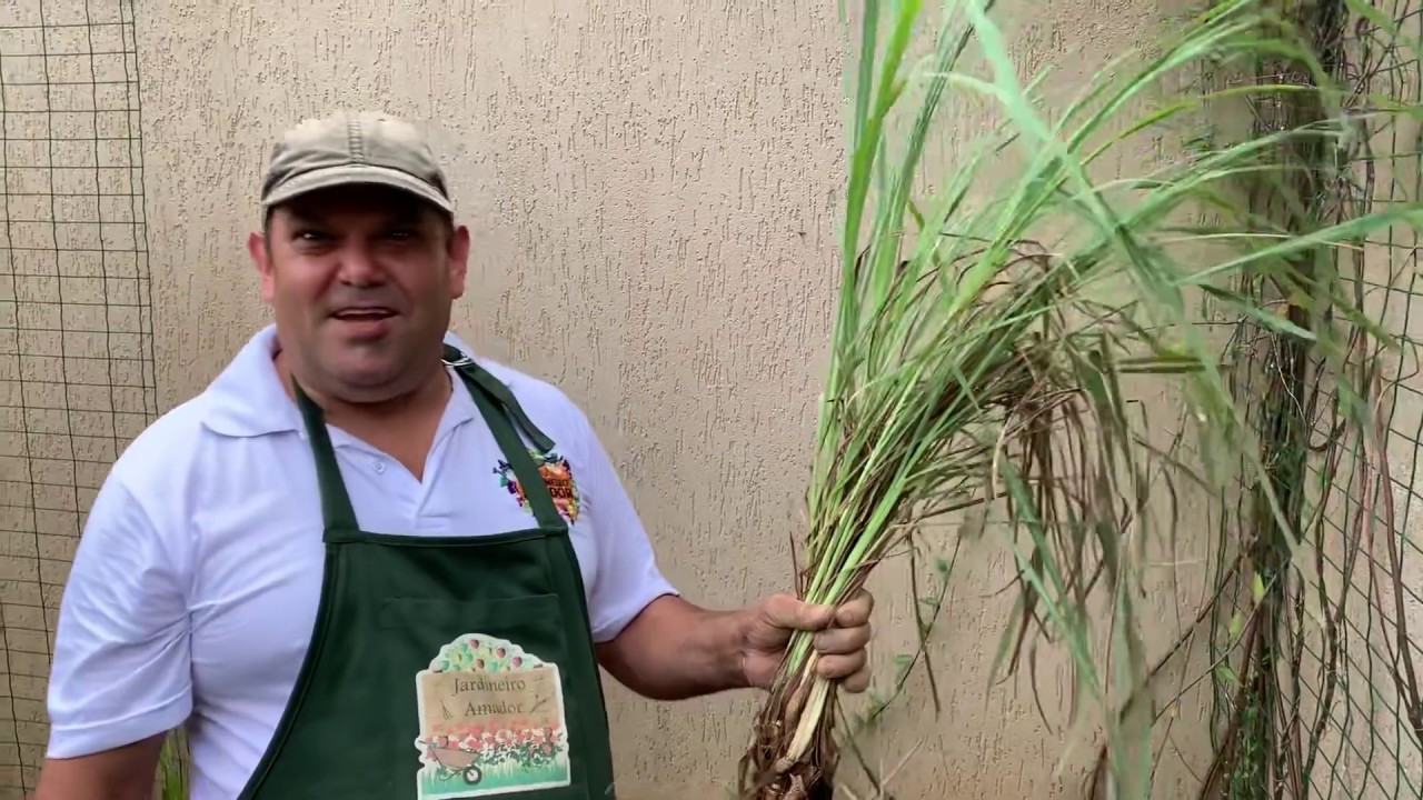 Tudo o que você precisa saber para aprender a plantar capim-limão em vasos