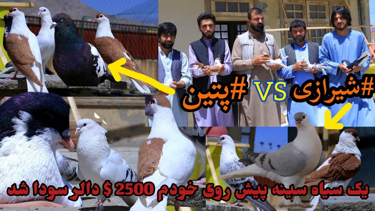 شيرازي در مقابل پتین/کفترهای زور و سطره لوگر/ 2500دالر پیش روی خودم یک سیاه سینه سودا شد 😲