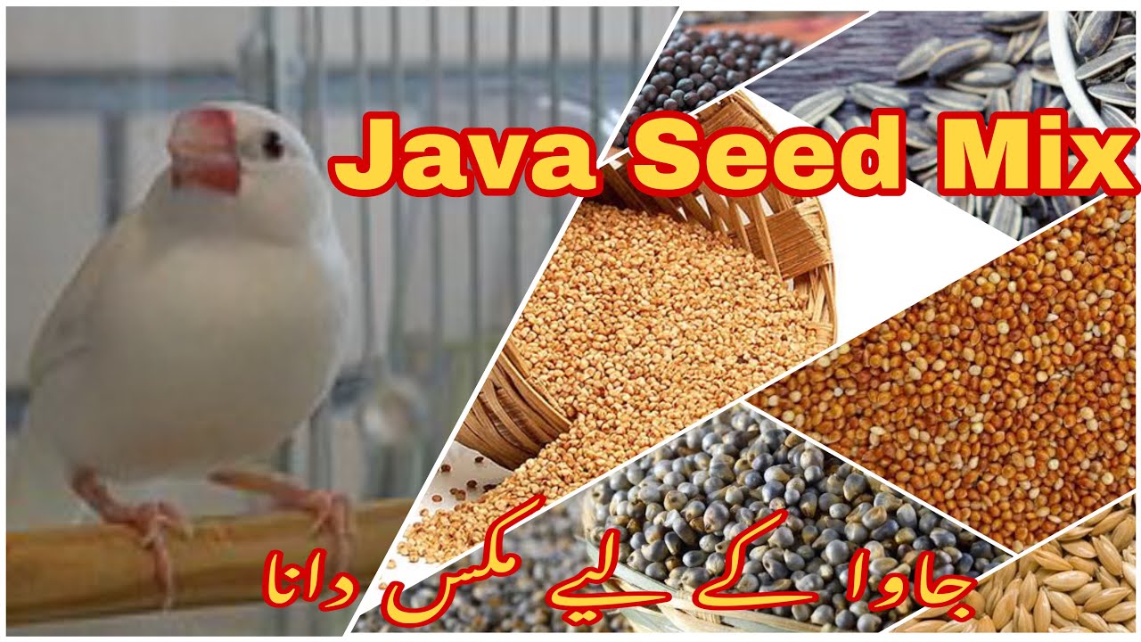 Java Seed Mix | Java ka Mix dana | Java Sparrow | Java birds | Java setup