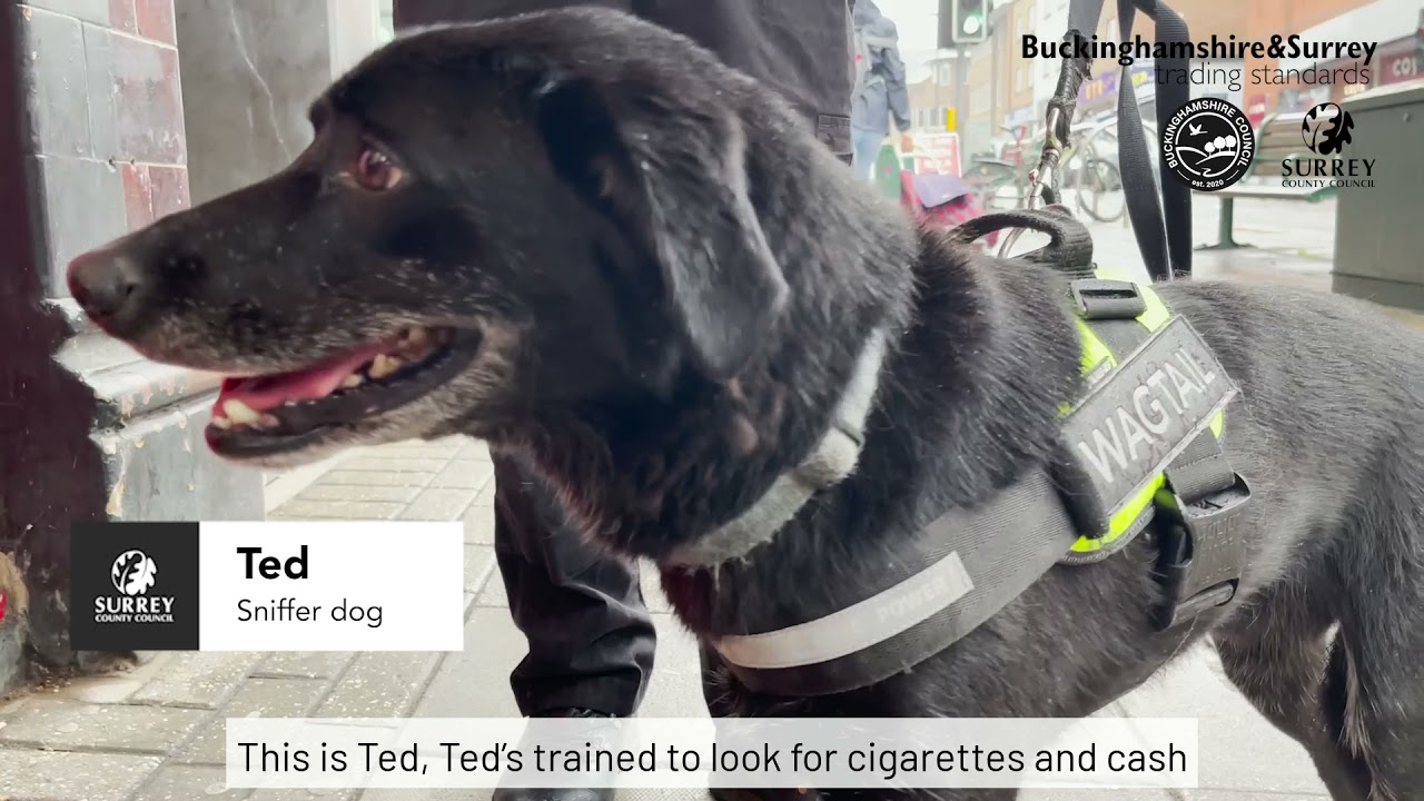 Trading Standards Illegal Tobacco Raid