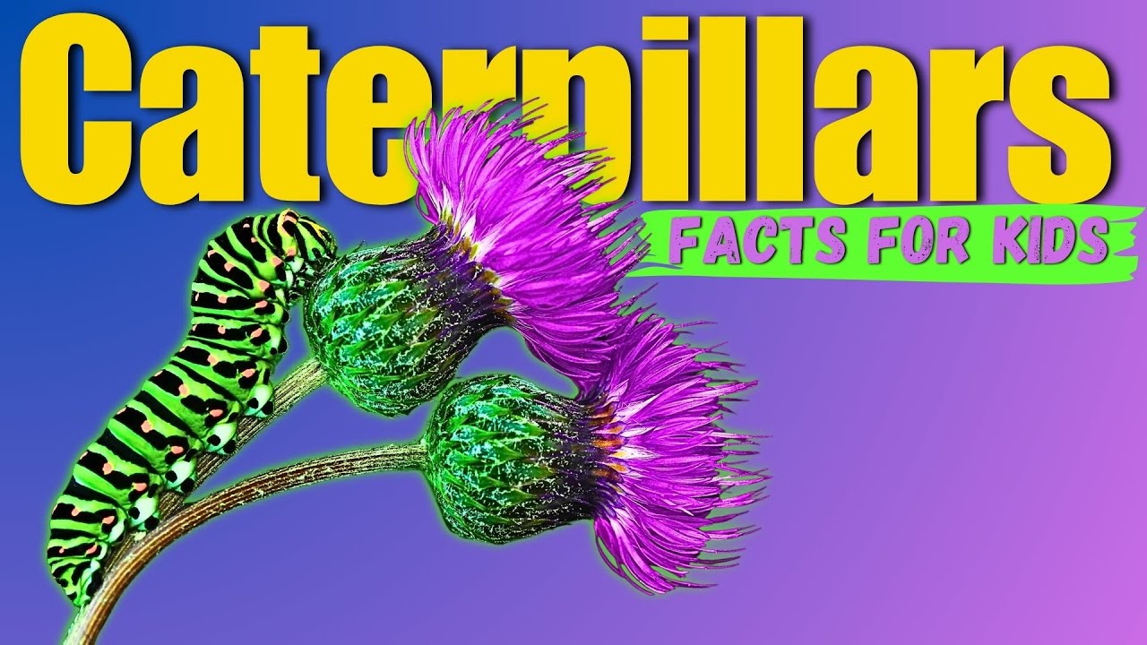 Learn All About Caterpillars (Facts For Kids)