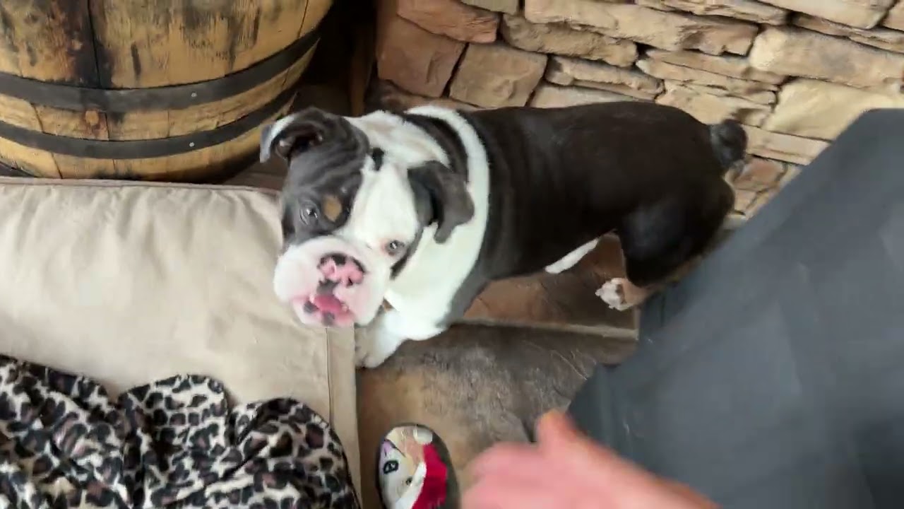 Bulldog drinkos 🐾#water #drink #bulldog #englishbulldog #trumanandtrenton 