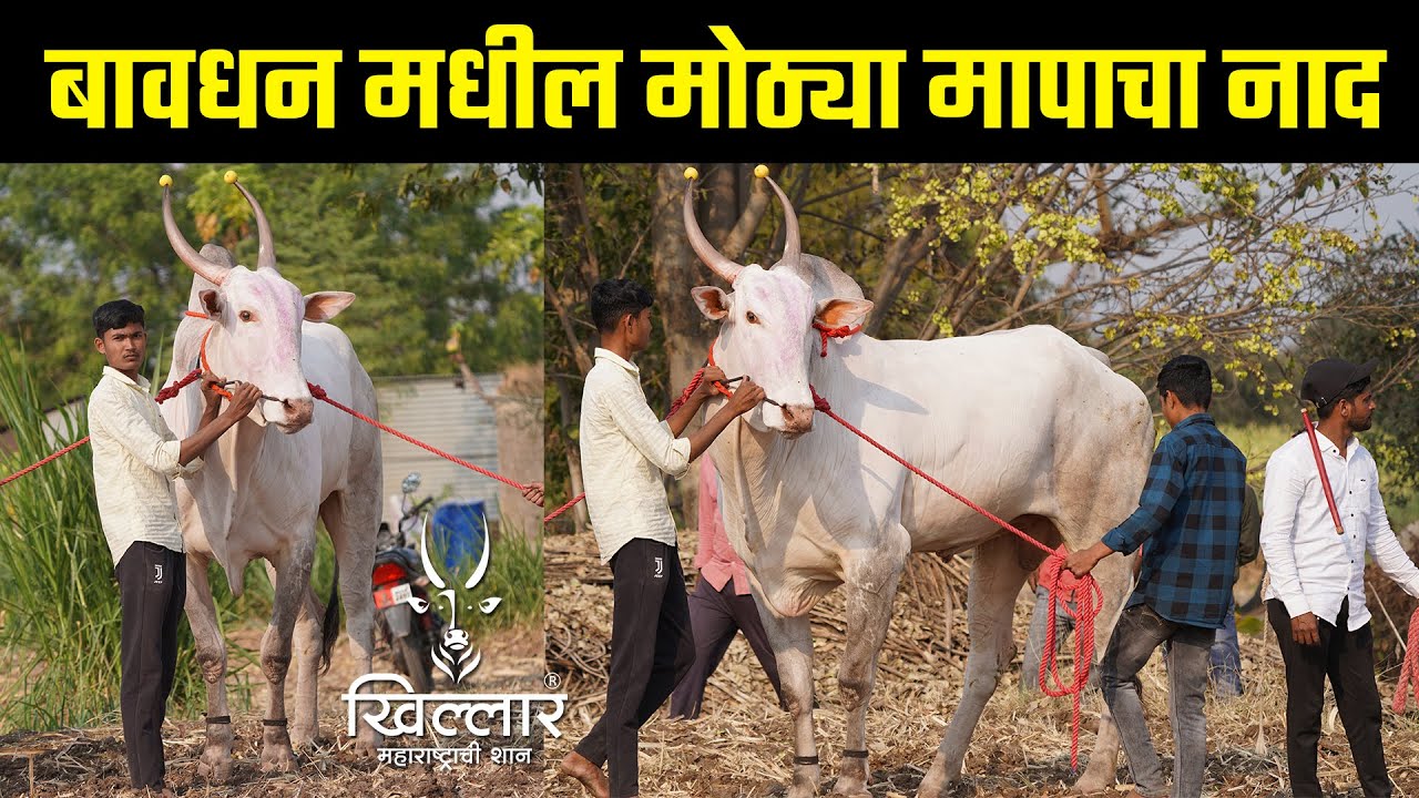 बावधन बगाड पूर्व तयारी - कालिदास नाना | Khillar Maharashtrachi Shaan 2023