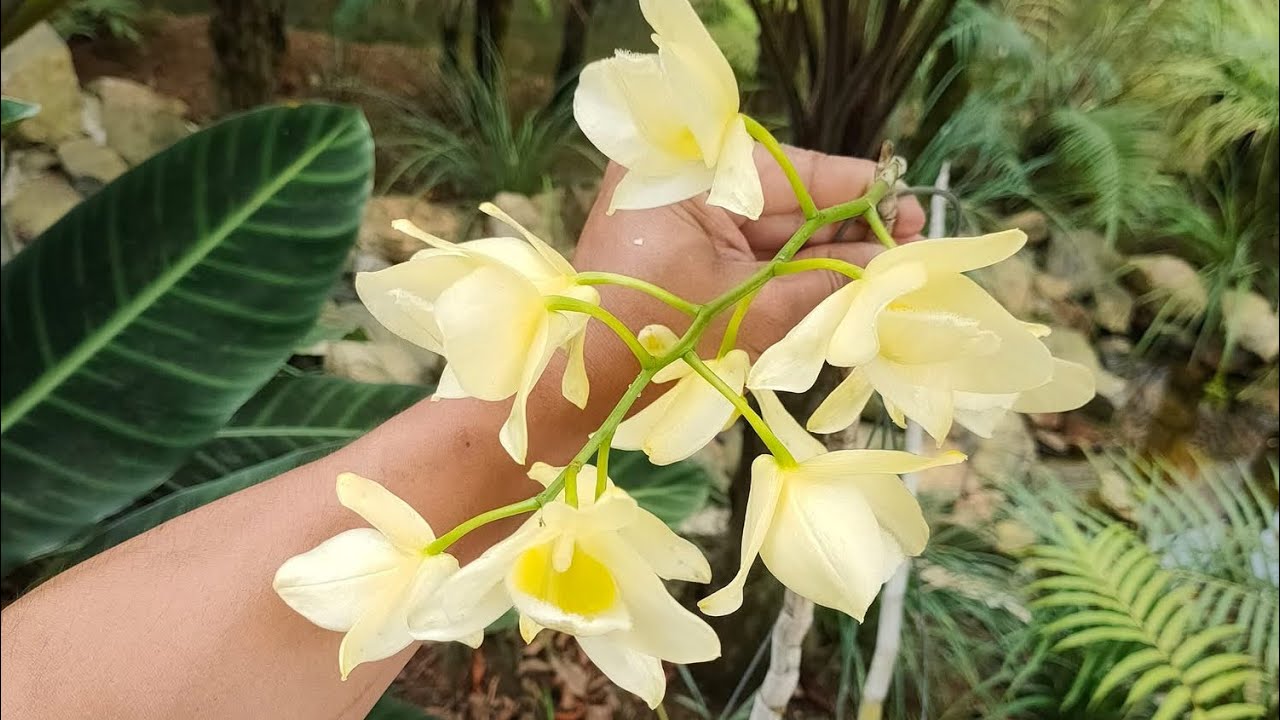 Hoa Phong Lan, Ho&agrave;ng Thảo Th&aacute;i B&igrave;nh Đột Biến || To&aacute;n R&ograve;m Garden