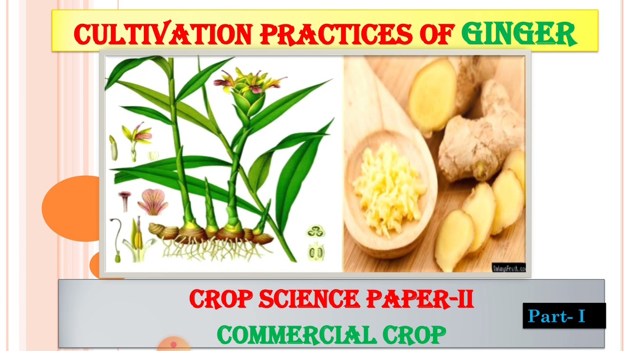 Ginger Cultivation (Part-I)