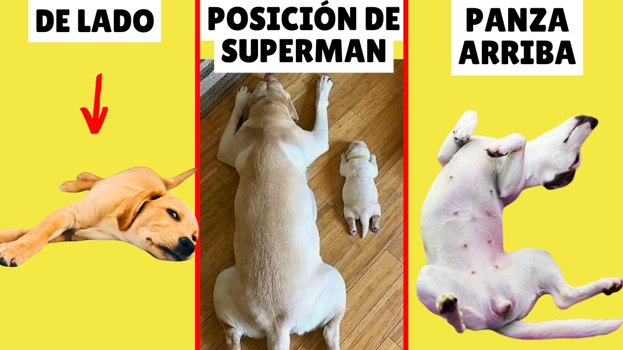 8 POSTURAS para DORMIR de los perros (y lo que REVELAN sobre su carácter y personalidad)