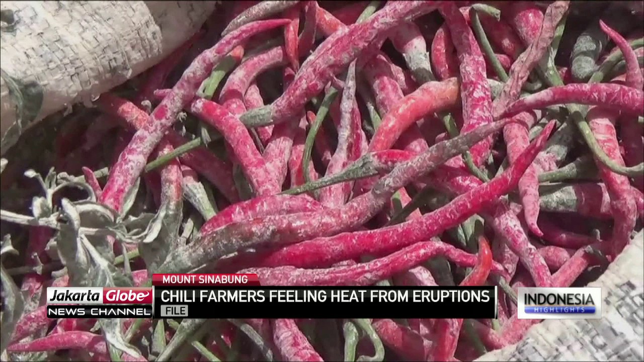 Mount Sinabung Eruption Kills Chilli Crops