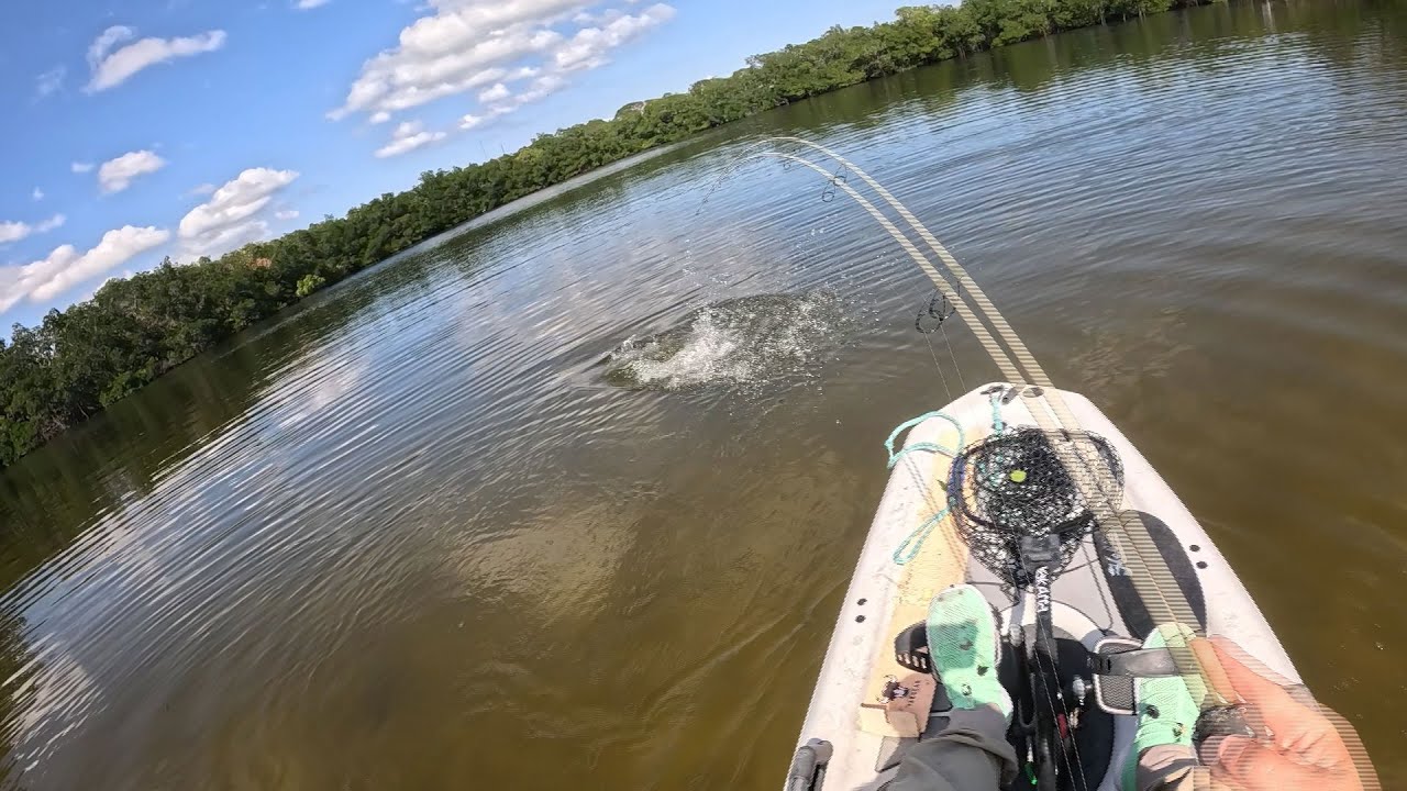MASSIVE REDFISH in Tampa Bay Florida