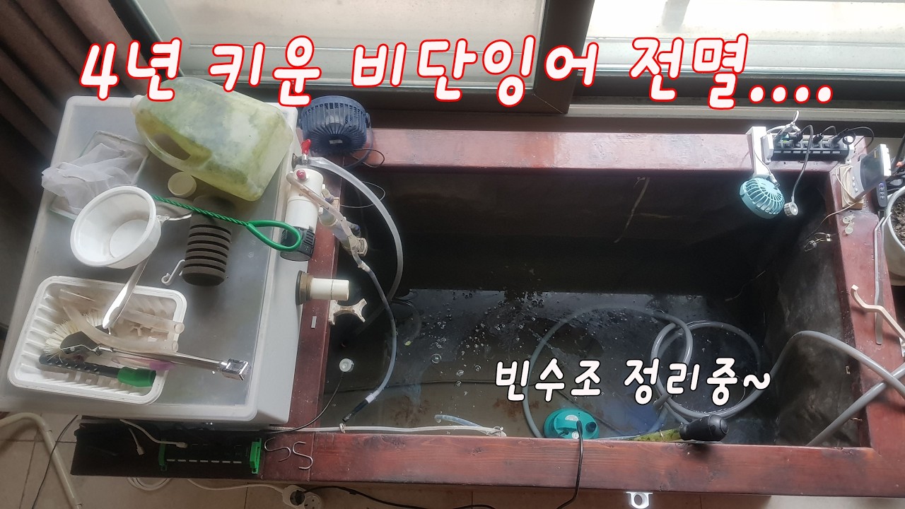 비단잉어 고별영상.