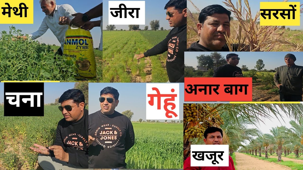 कोलायत क्षेत्र जिला बीकानेर की रवि की फसल देखें यह वीडियो वर्तमान फसल चक्र समझने में सहायता मिलेगी 