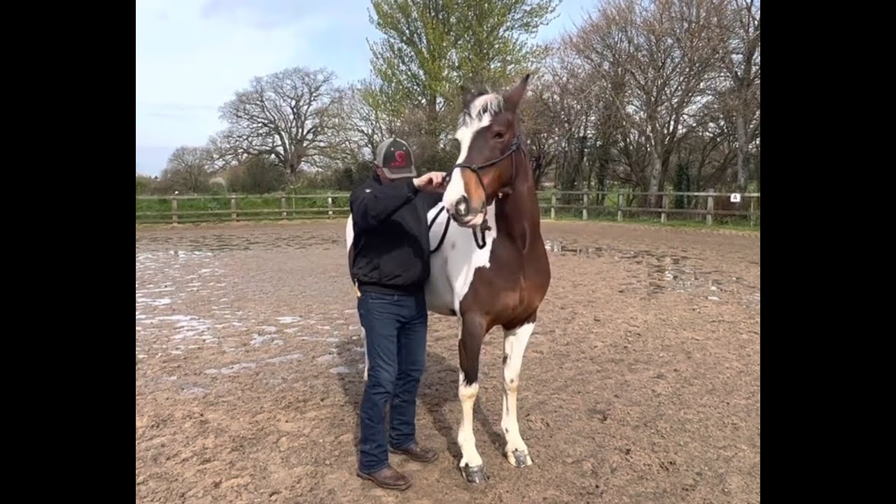 Please help us with our horse! No one else will!!