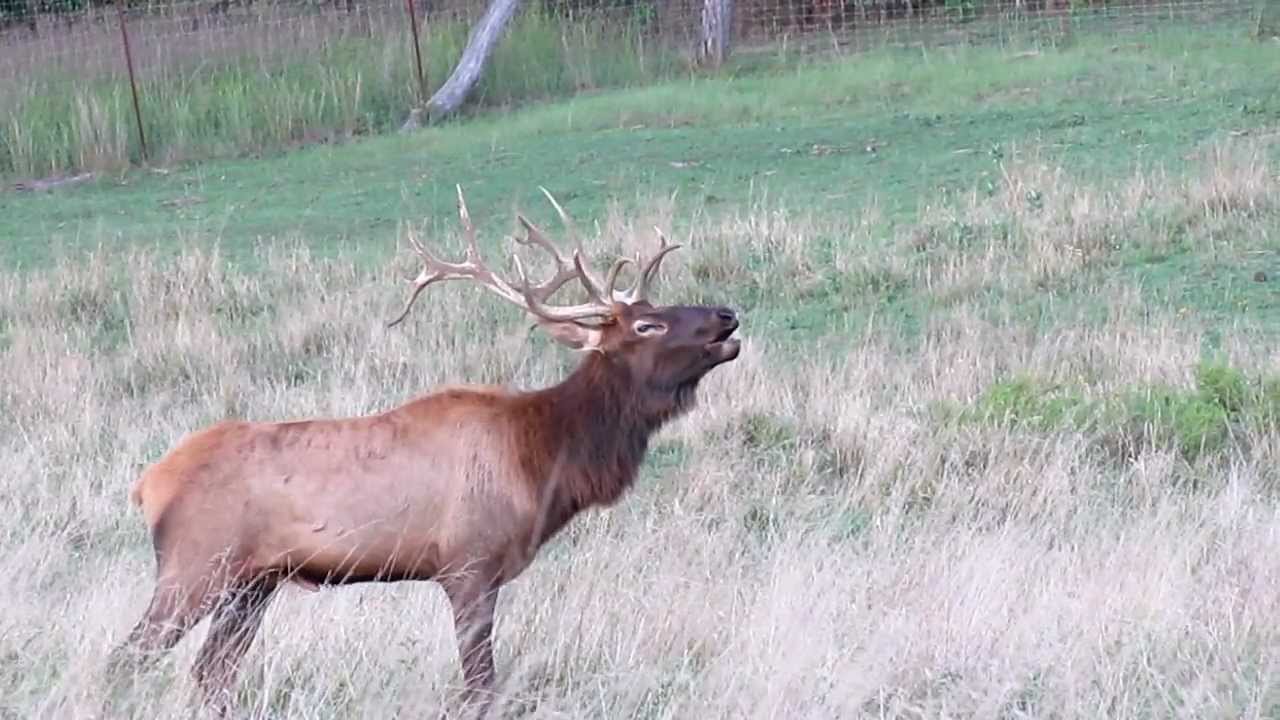 Otter Creek Trophy Elk 2