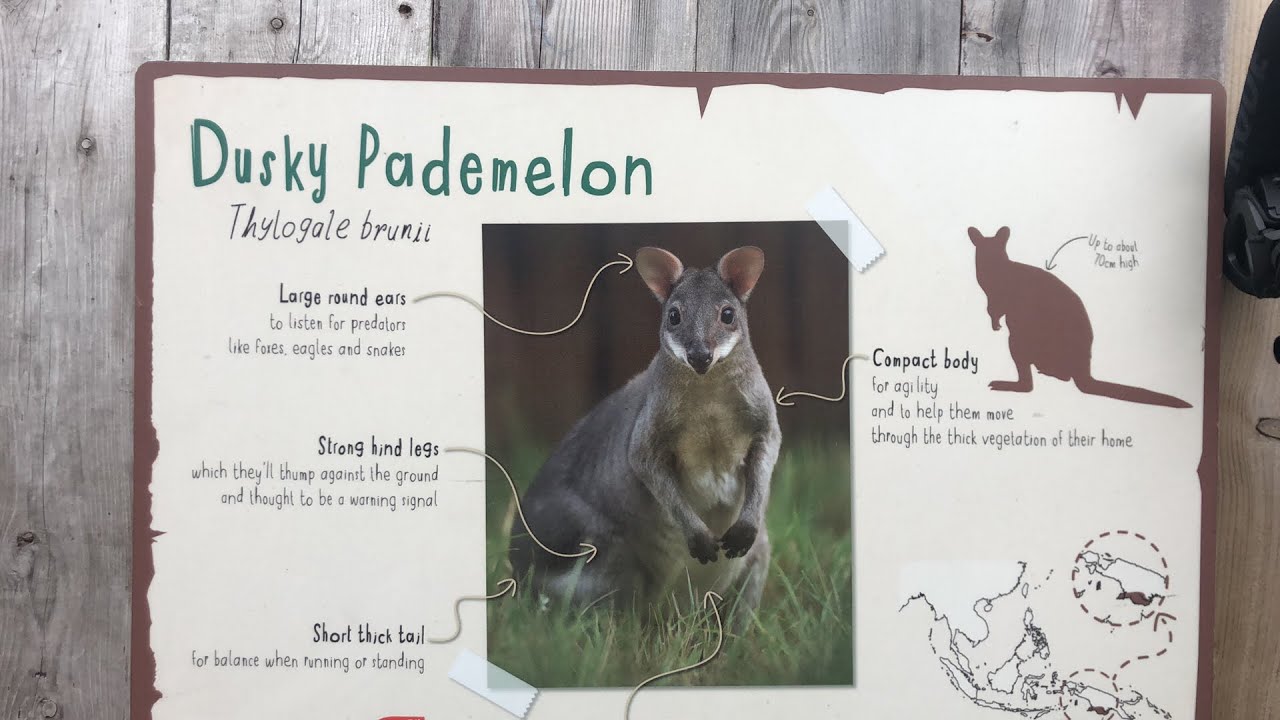 🎥 LIVE VIRTUAL ZOO DAY: Breakfast with the magnificent marsupials