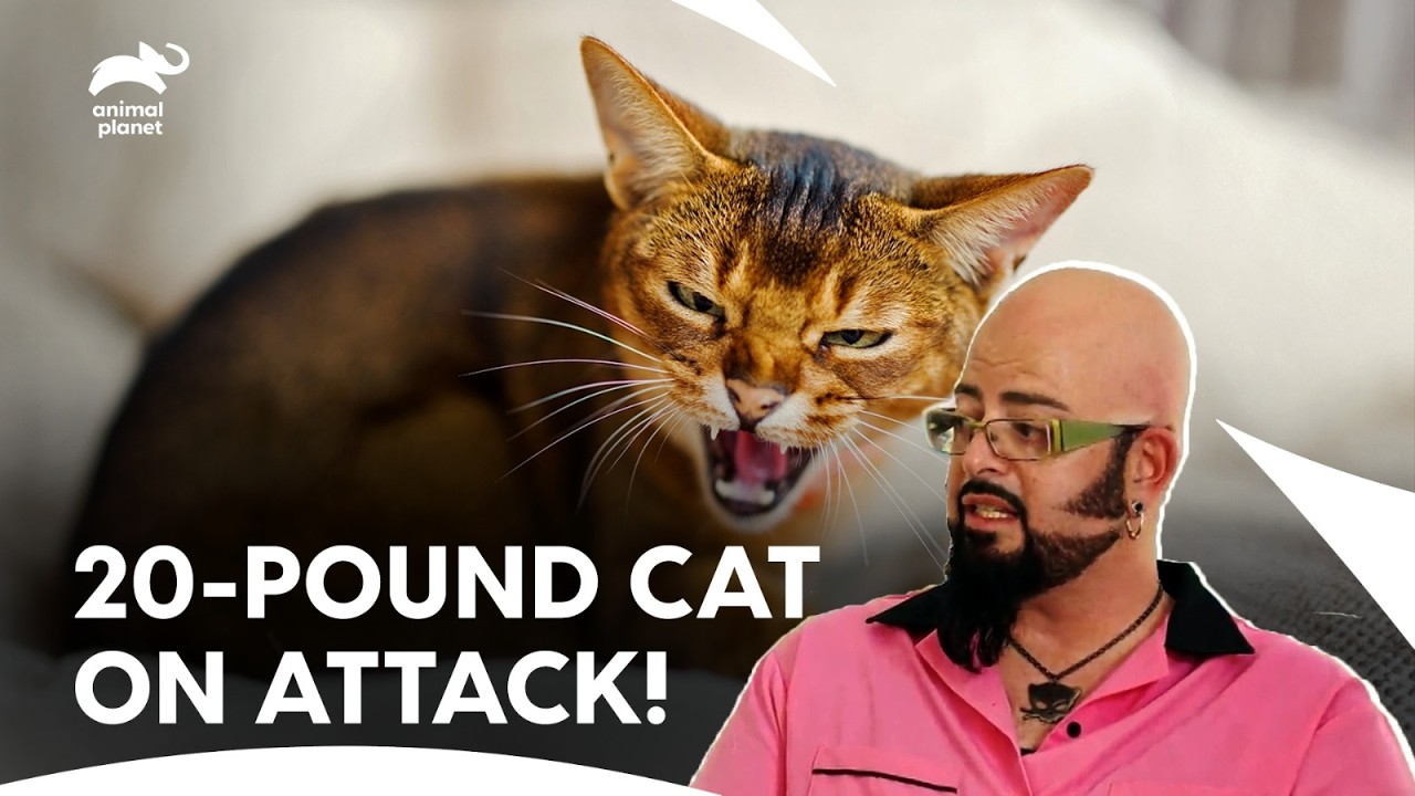 20-Pound Maine Coon Cat Bad Attitude To Jackson | My Cat From Hell S2 E 4,5,6 | Animal Planet