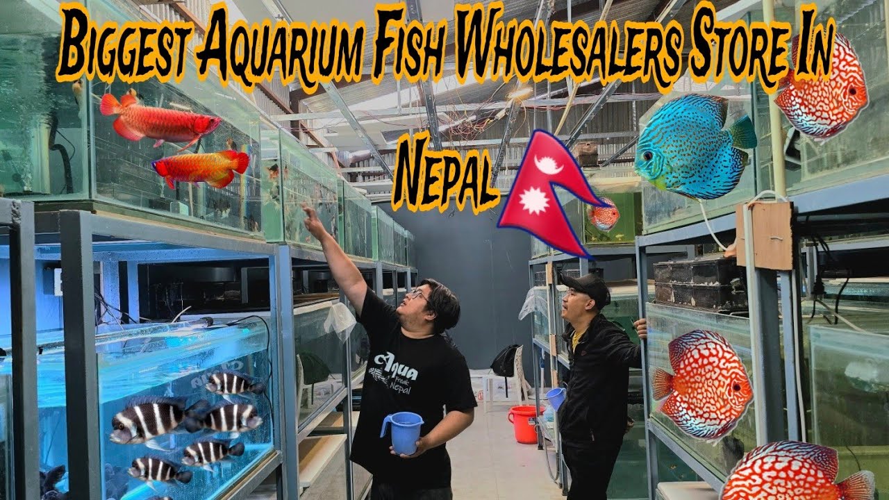 Exploring Cichlid Crazy Nepal Fish stock |Biggest Aquarium Fish store in Nepal| #aquariumfish #fish