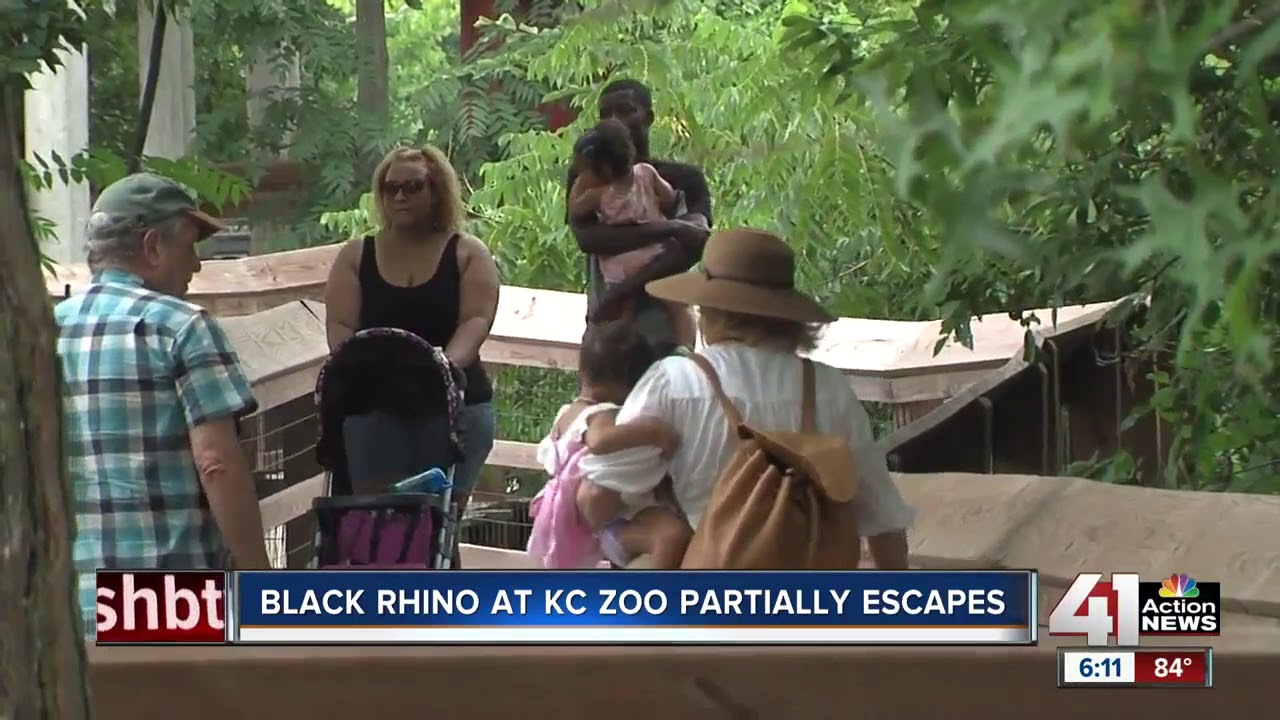 Kansas City Zoo rhino partially escapes