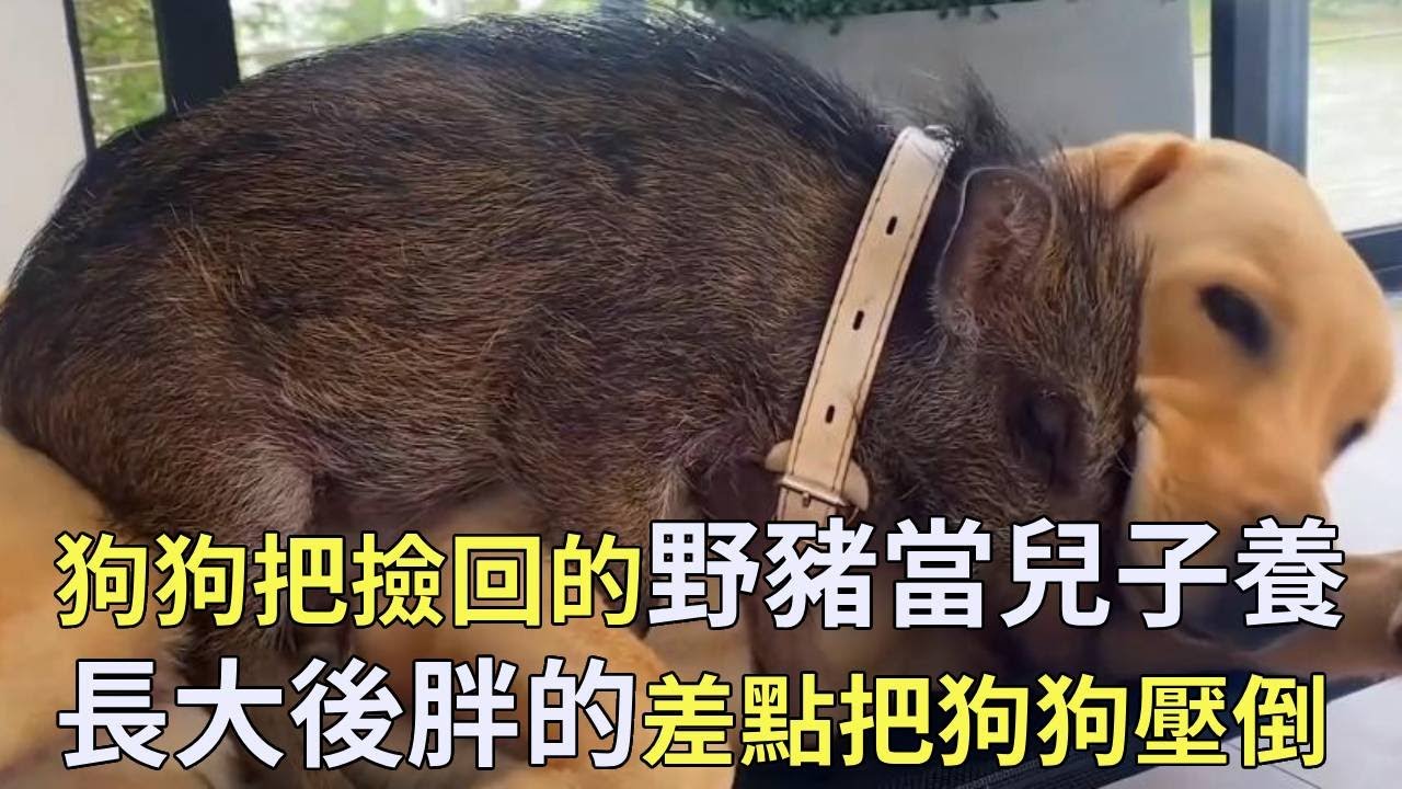 狗狗撿回家一隻小野豬，每天含在嘴裡當親兒子養，長大後胖的把狗爸爸壓倒！【小奶狗觀影】