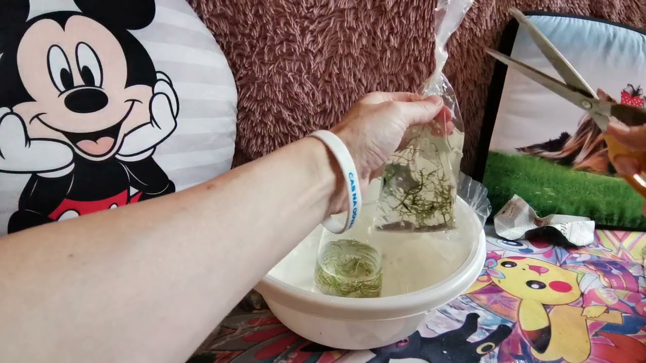 M&aacute;me nov&eacute; krevetky, neonově žlut&eacute;, modr&eacute; a červen&eacute;