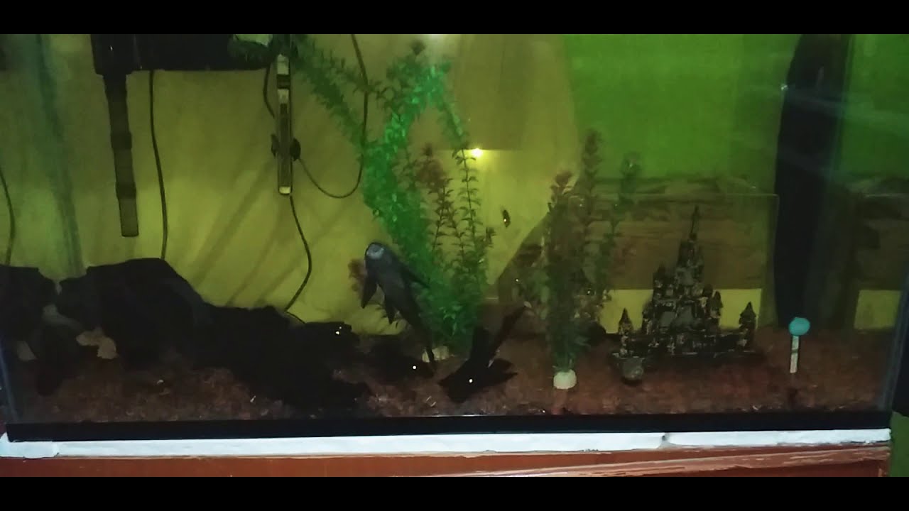 Acuario de 150 litros con filtro de cascada
