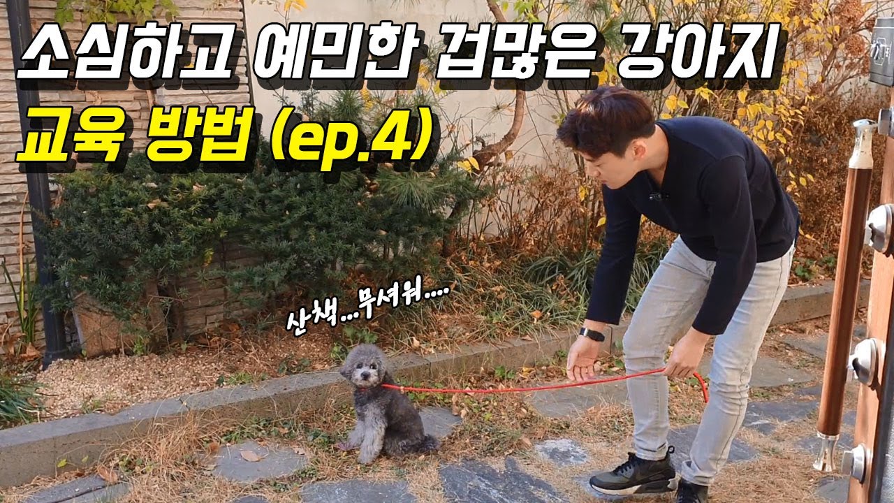 소심하고 예민한 겁많은 강아지 교육방법 ep.4 야외산책편! (Feat. 실버푸들 실비)