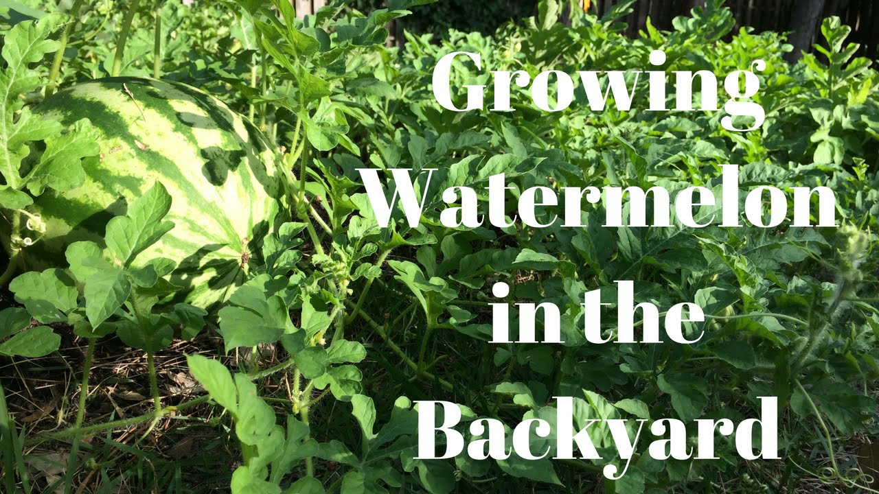 Growing Watermelon in the Backyard