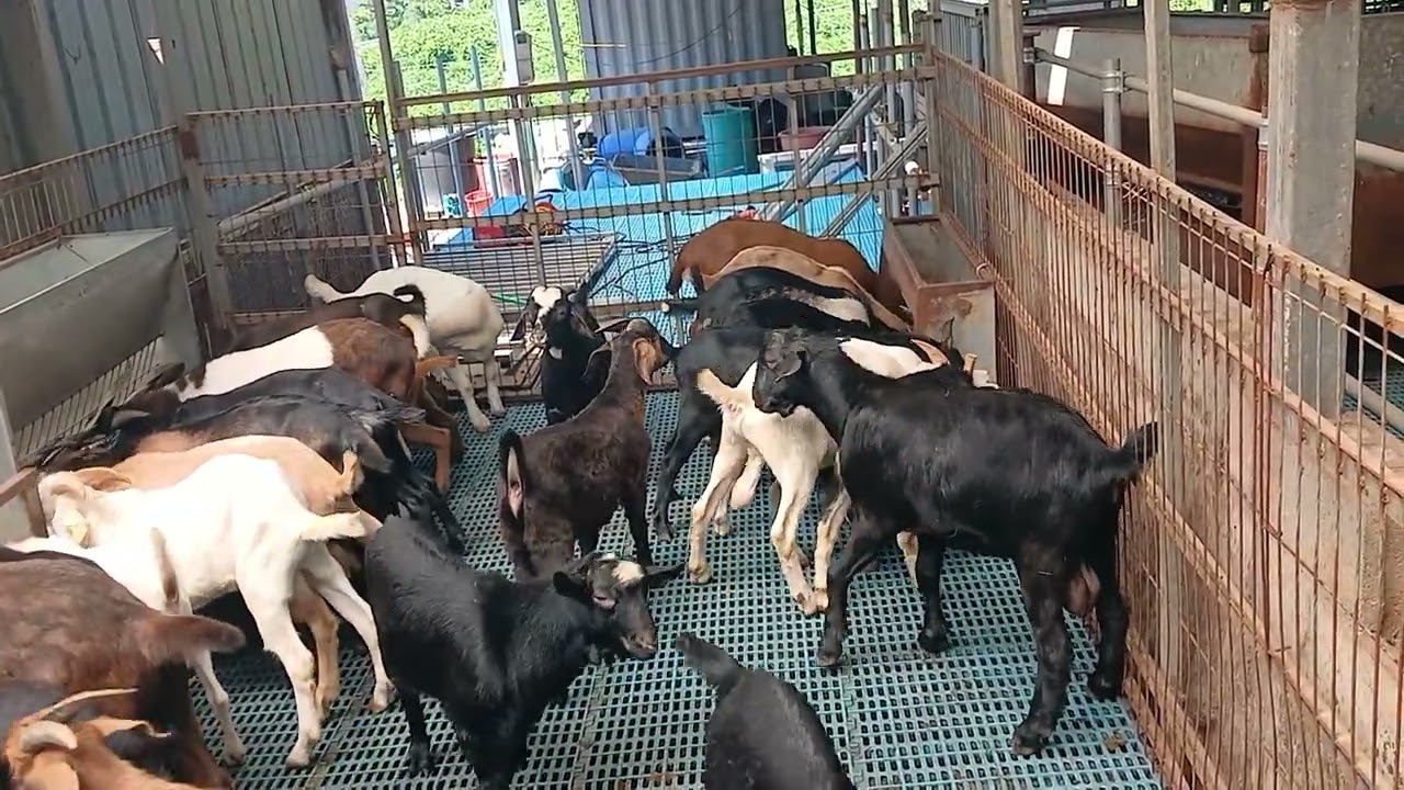 염소 가격 하락시 어느 염소를 키워야 할까요(숫염소 또는 암염소)????