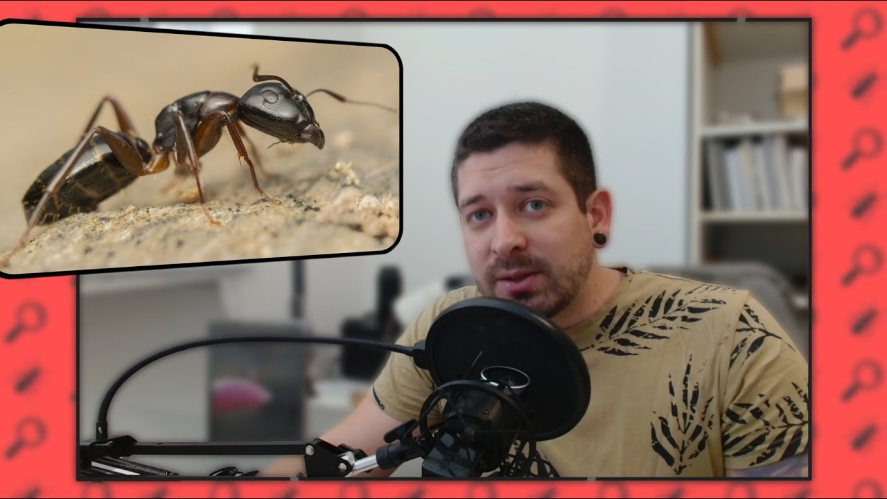 Hangyahatározás #1 - Camponotus fajok 🇭🇺