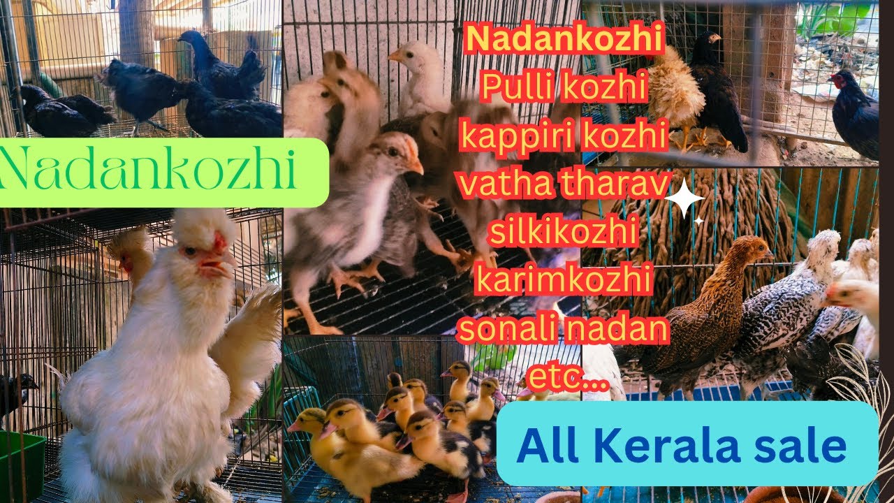 Nadankozhi || കോഴി വളർത്താൻ ആഗ്രഹിക്കുന്നവർ ആണോ നിങ്ങൾ എന്നാൽ ഇത് കാണാതെ പോകരുതേ || തനി നാടൻ കോഴി 🐣🐤