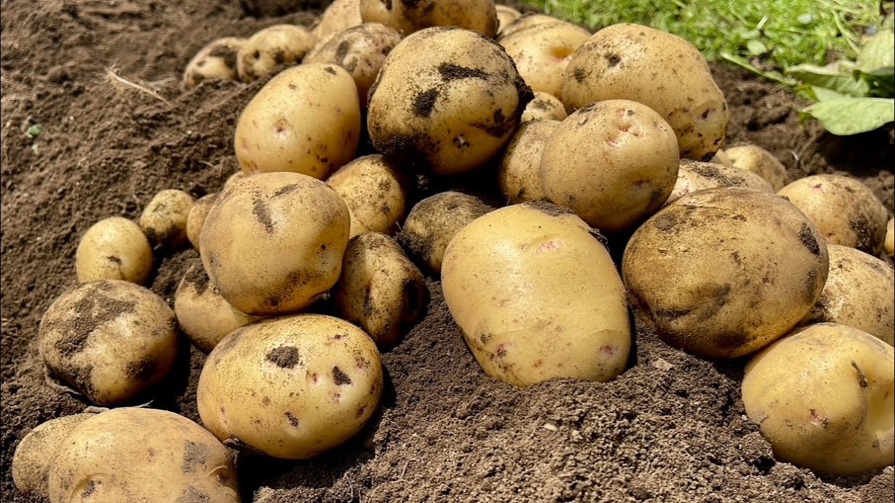 【じゃがいも栽培】芋に穴をあけるネキリムシとコガネムシ、米ヌカとスコップだけで退治する方法　24/1/15