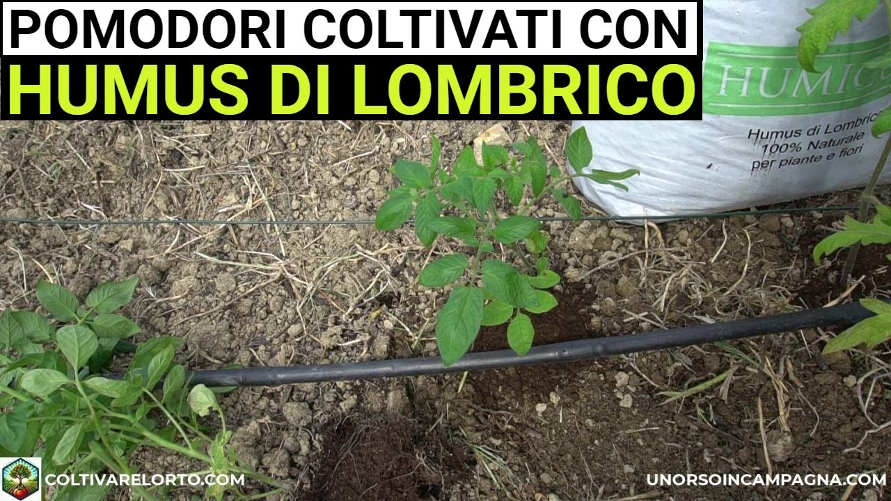 Coltivo i pomodori nell'orto con l'humus di lombrico. Inizio test!